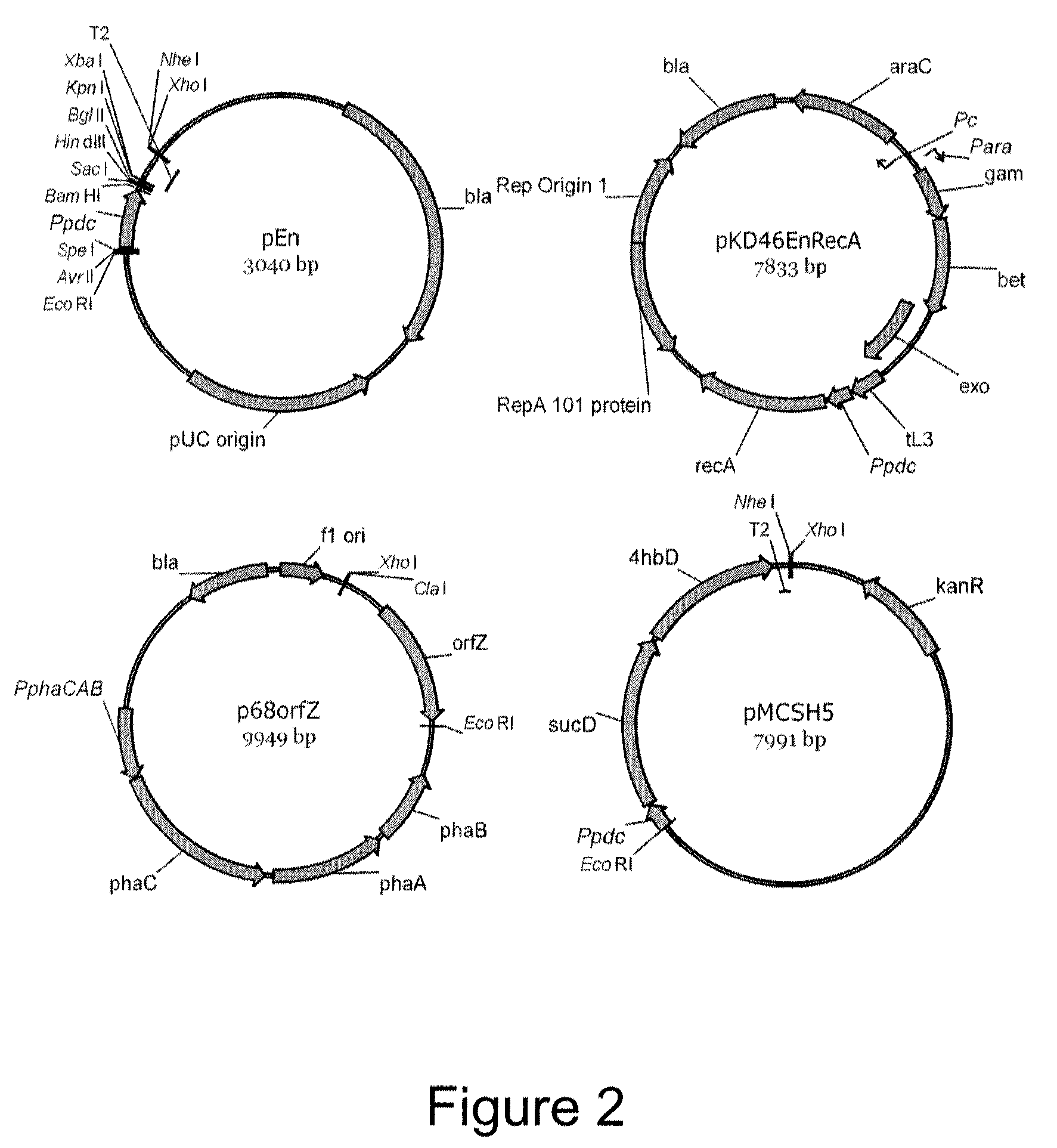 Recombinant hosts and methods for manufacturing polyhydroxyalkanoate