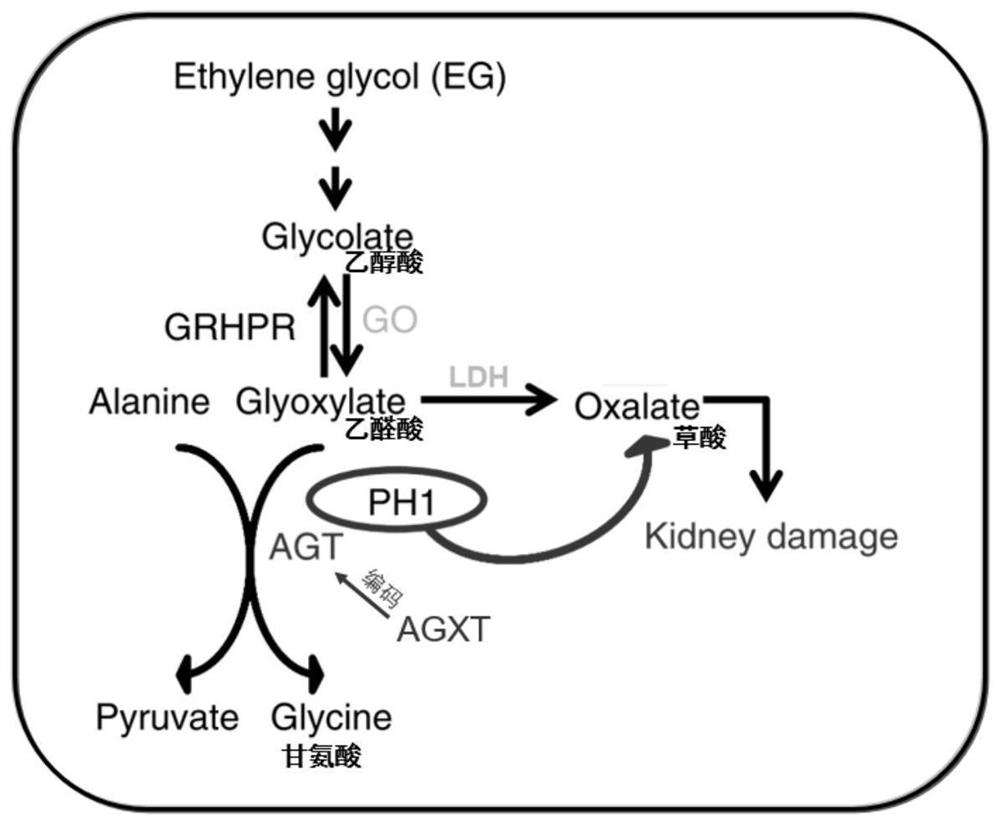 Construction method, composition, kit and application of disease models related to abnormal glyoxylic acid metabolism