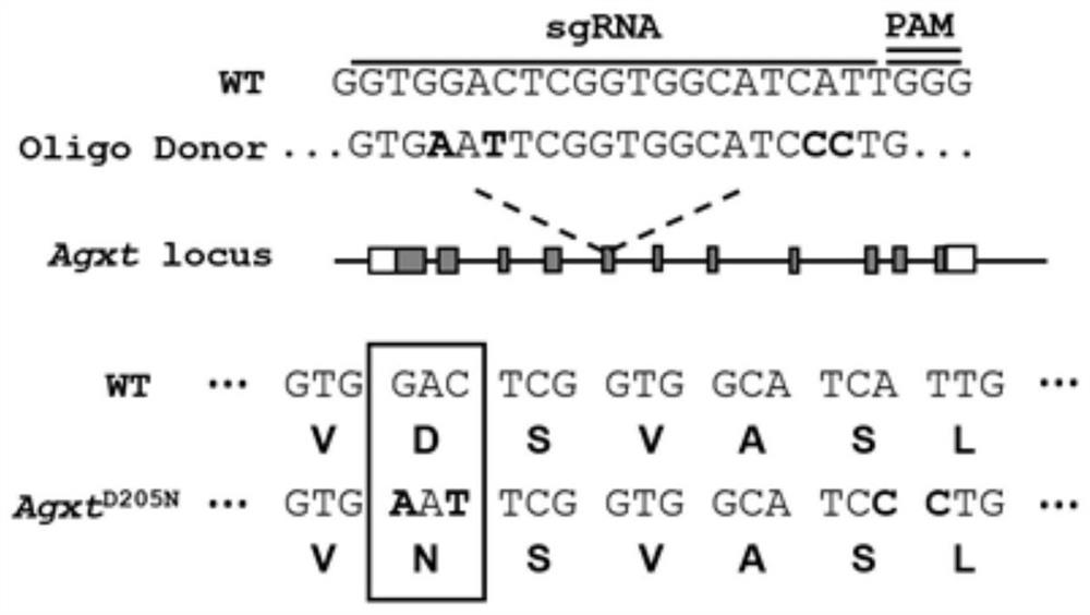 Construction method, composition, kit and application of disease models related to abnormal glyoxylic acid metabolism