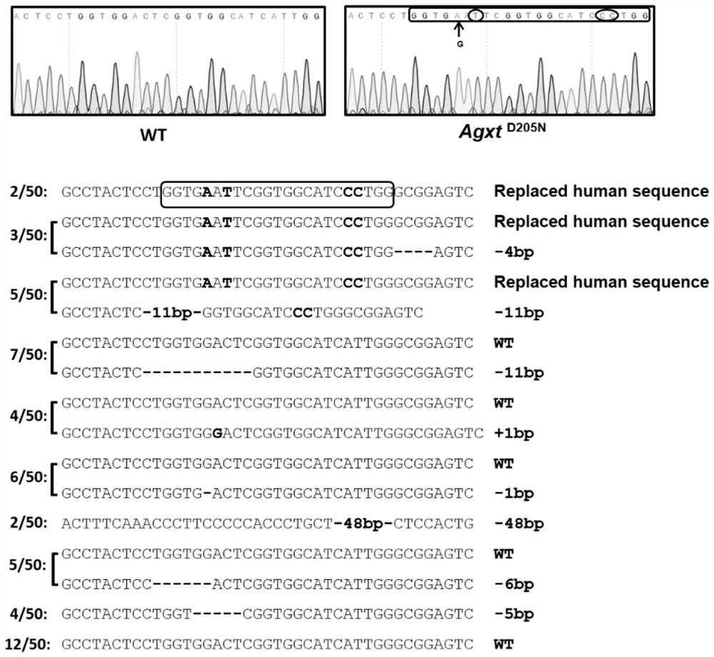 Construction method, composition, kit and application of disease models related to abnormal glyoxylic acid metabolism