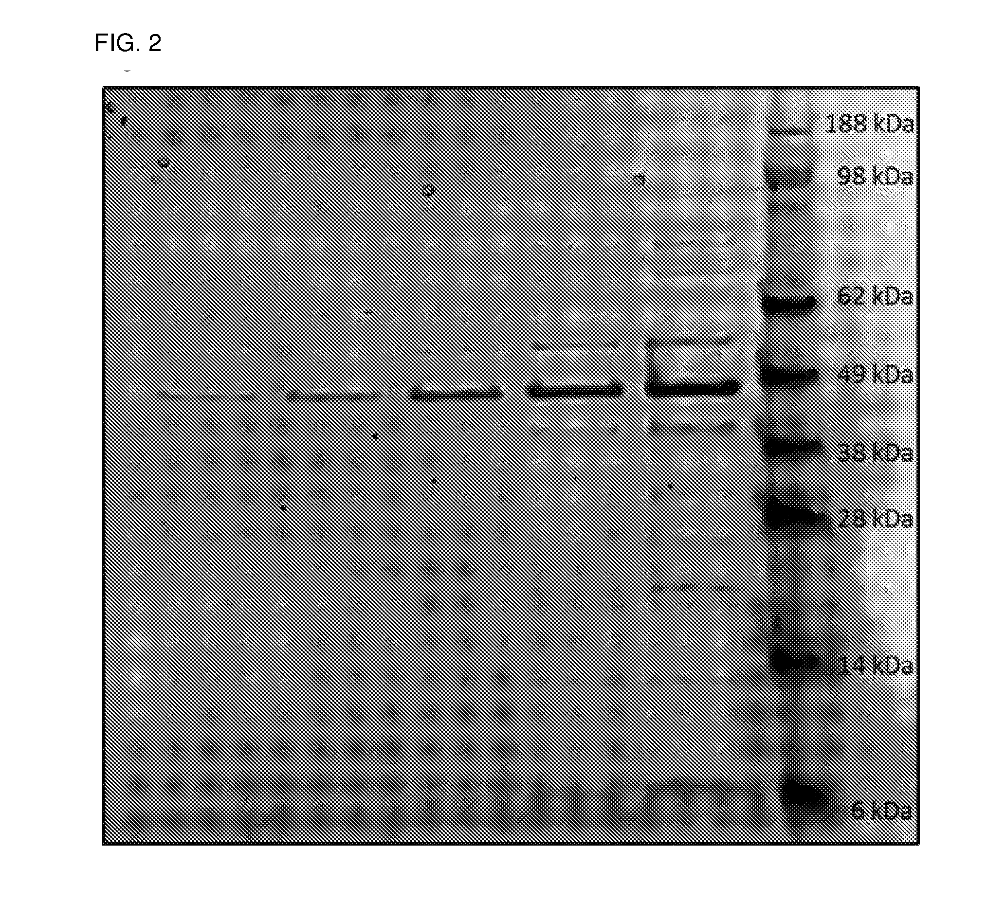 Outer membrane vesicles and uses thereof