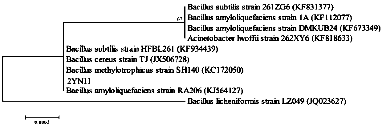 Bacillus amyloliquefaciens 2YN11 for disease prevention, growth promotion, quality improvement and adversity resistance of Lycopersicon esculentum, and application thereof