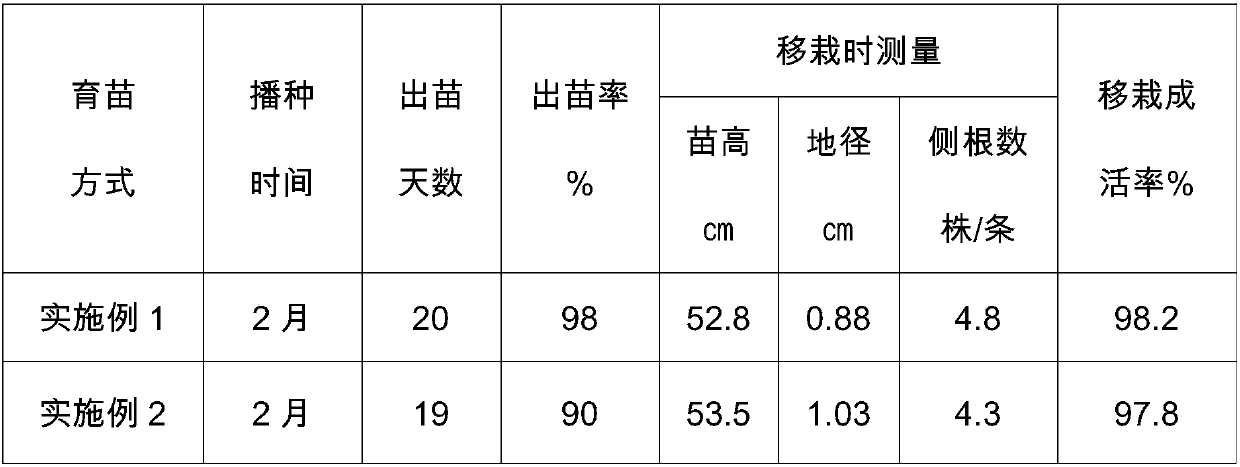 Mycorrhization seedling growing method of phoebe zhennan(Hemsl.)Yang