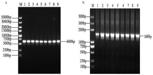 Recombinant pichia pastoris strain regulating expression of glutamine transaminase in Zea mays by using FLD1 promoter and construction method thereof