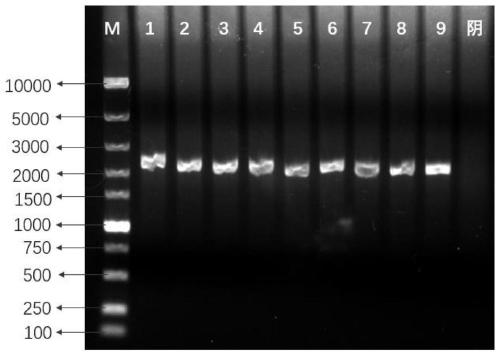 Molecular marker related to pig muscle fiber area and intramuscular fat content, detection method and application of molecular marker