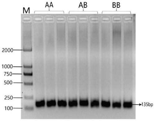 Molecular marker related to pig muscle fiber area and intramuscular fat content, detection method and application of molecular marker
