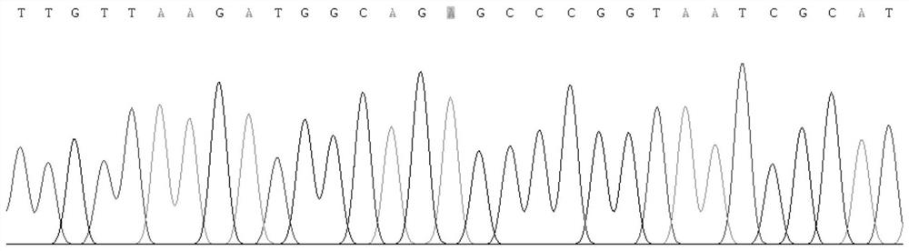 A method to detect heterogeneity of mitochondrial genome a3243g locus