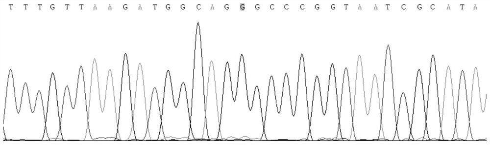 A method to detect heterogeneity of mitochondrial genome a3243g locus