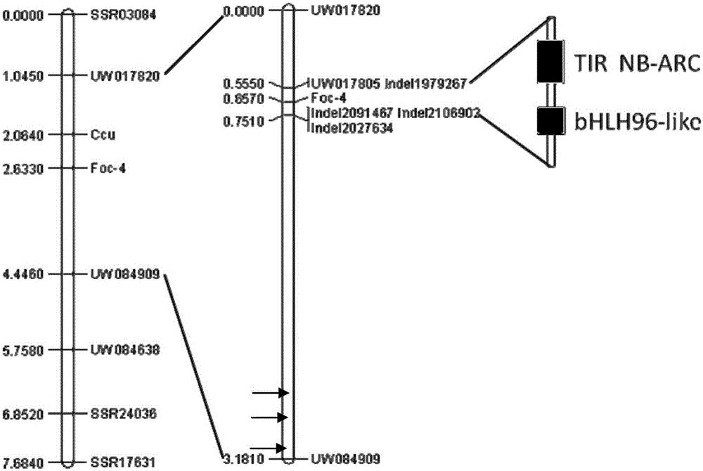 Molecular Marker of Cucumber Fusarium Wilt Resistance Gene foc-4 and Its Special Primers and Application