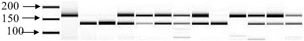 Molecular Marker of Cucumber Fusarium Wilt Resistance Gene foc-4 and Its Special Primers and Application