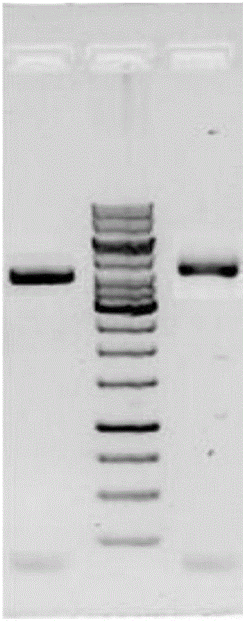 PLA2R-THSD7A fusion protein as well as application and kit thereof