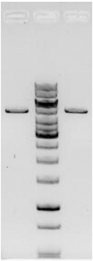 PLA2R-THSD7A fusion protein as well as application and kit thereof