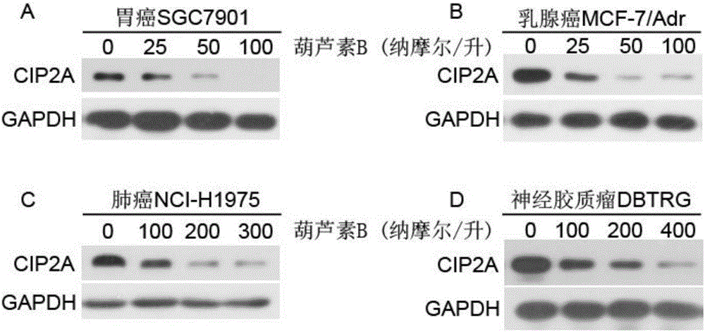 Application of cucurbitacine B to preparation of cancerous inhibitor of protein phosphatase 2A
