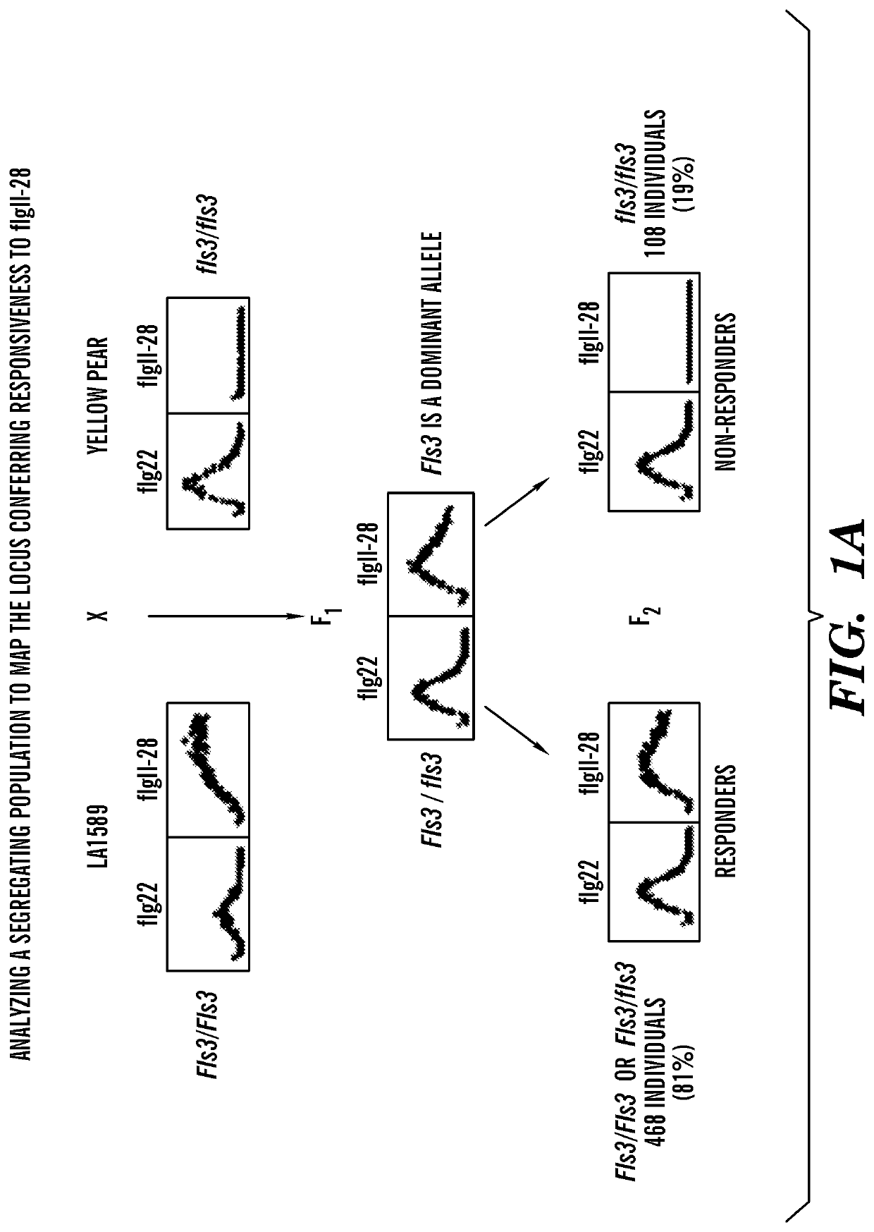 Flagellin-sensing 3 (‘FLS3’) protein and methods of use