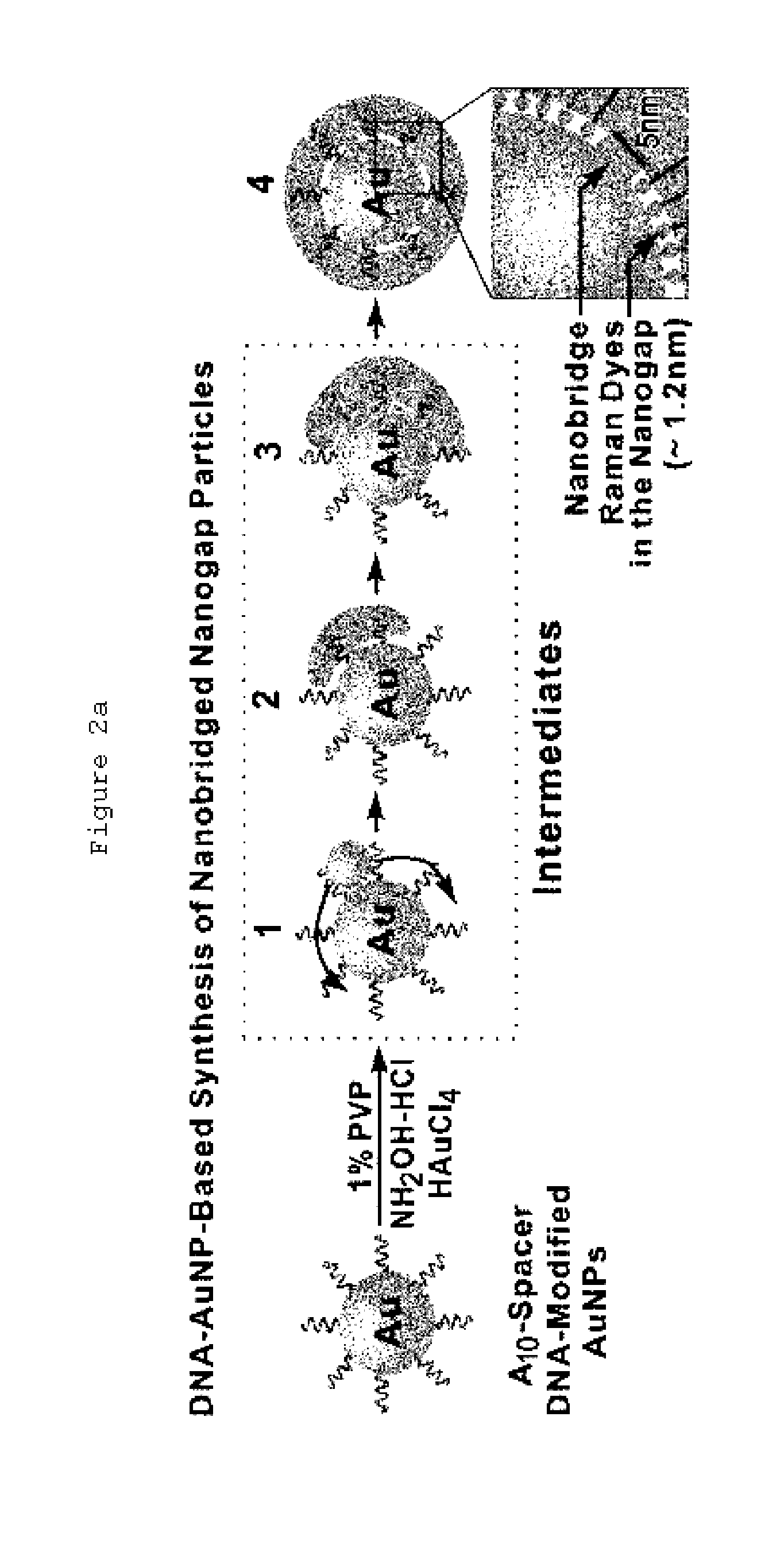 Single nanoparticle having a nanogap between a core material and a shell material, and preparation method thereof