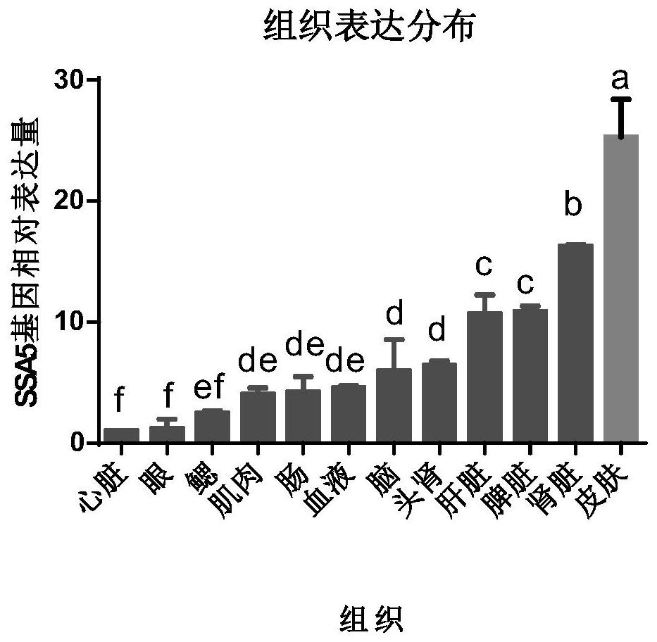 Application of koi Serum amyloid protein A5 or coding gene thereof in regulation of koi pathogenic bacteria infection resistance