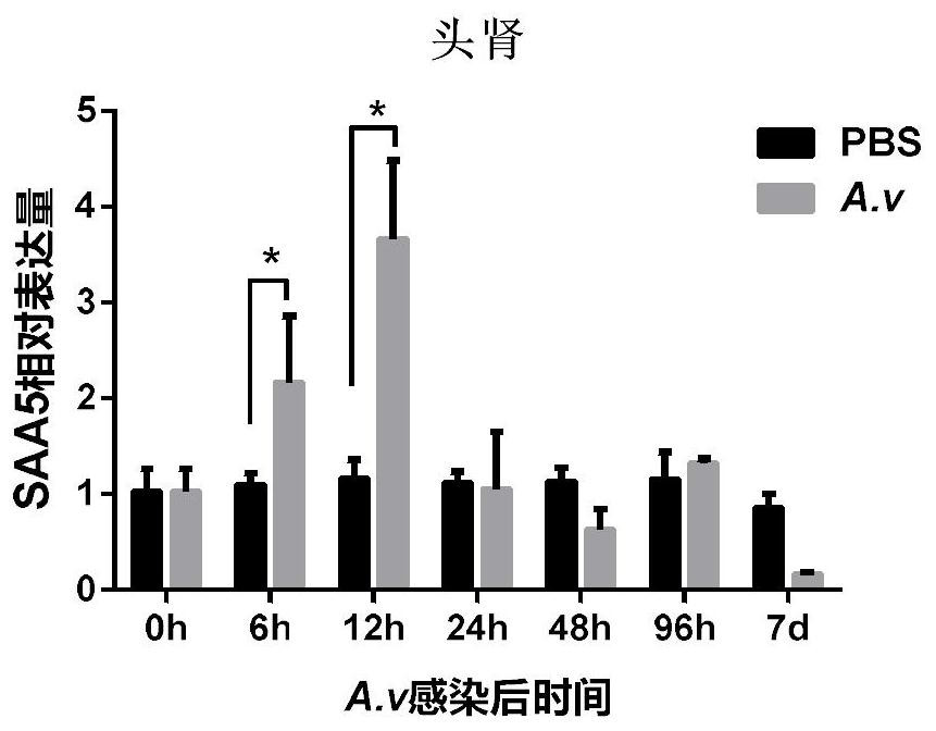 Application of koi Serum amyloid protein A5 or coding gene thereof in regulation of koi pathogenic bacteria infection resistance