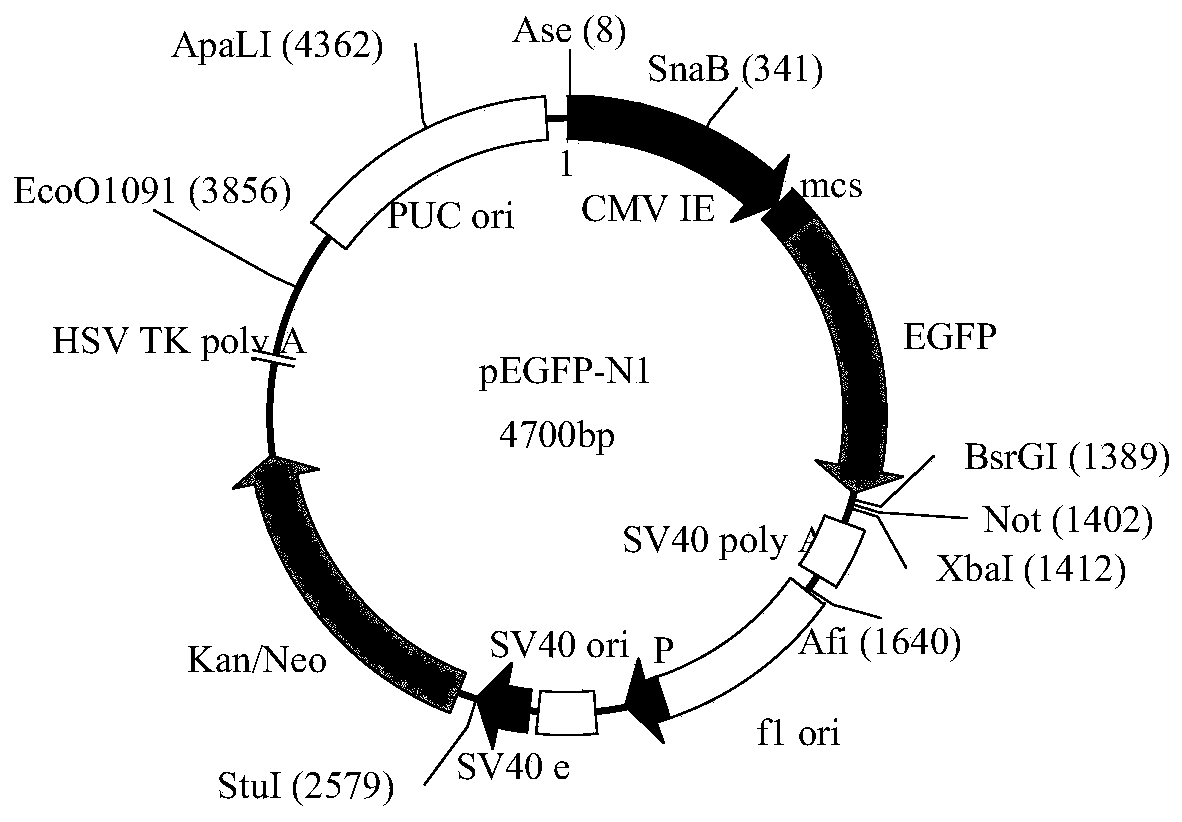 Targeting carrier suitable for anti-African swine fever virus siRNA drugs and application of targeting carrier