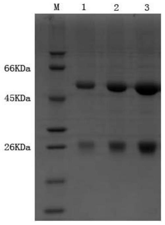 Schistosoma japonicum recombinant antigen rsjmrp1 and its application