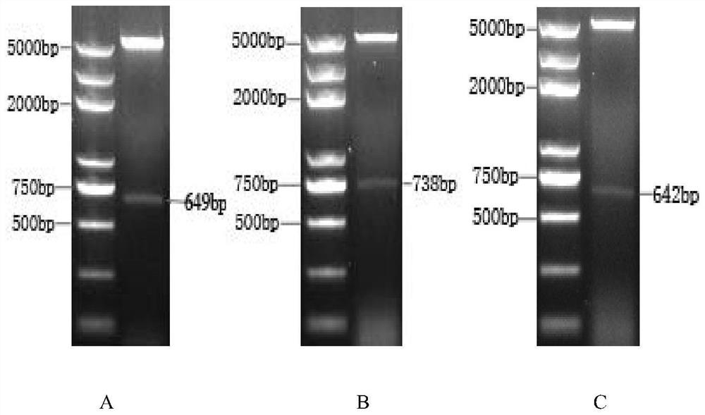 Schistosoma japonicum recombinant antigen rsjmrp1 and its application
