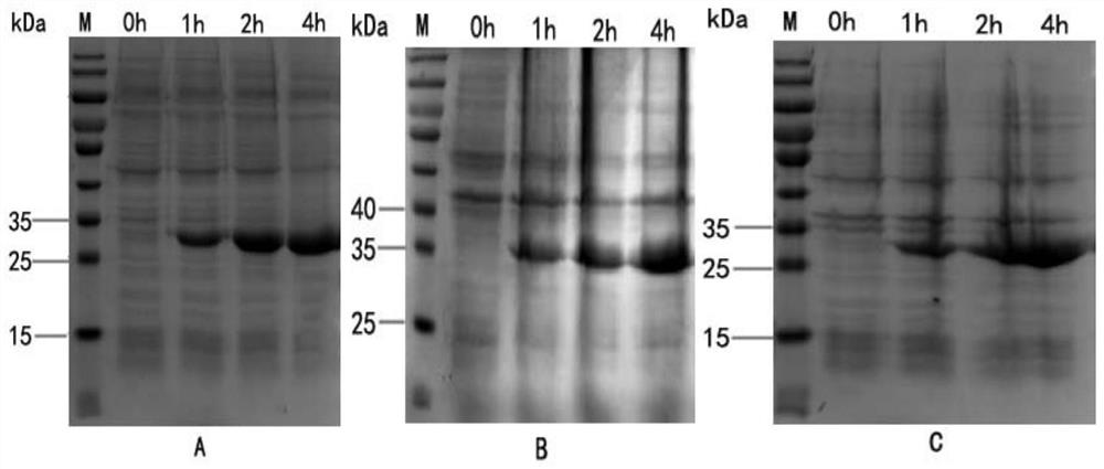 Schistosoma japonicum recombinant antigen rsjmrp1 and its application