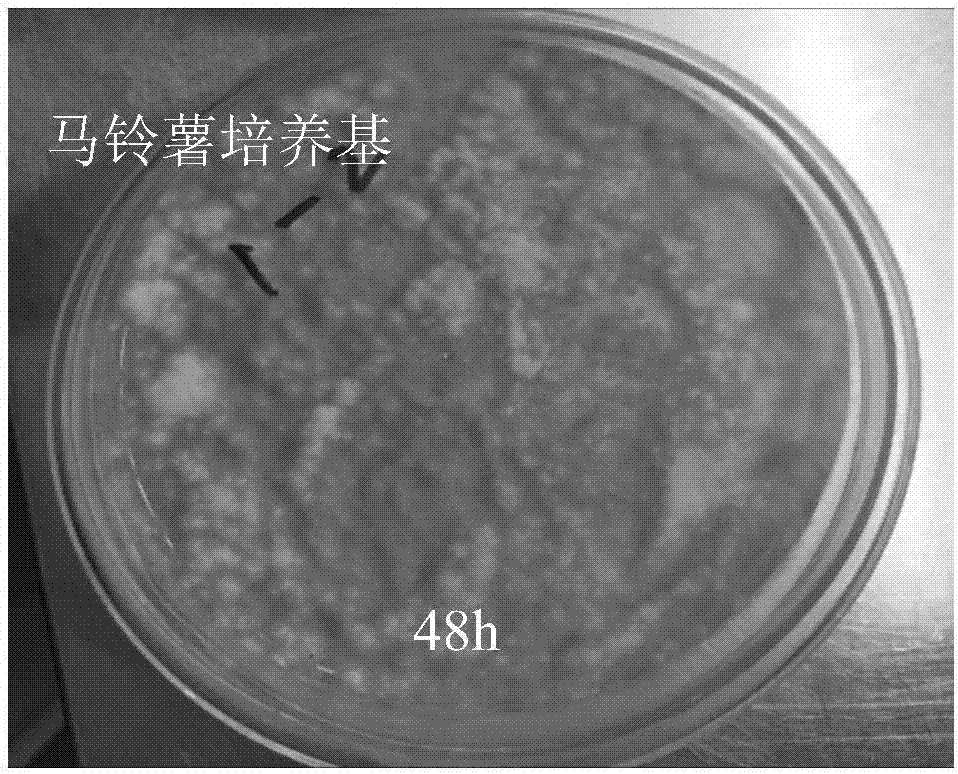 Culture medium for acquiring and isolating conidia of isaria fumosorosea in greenhouses and method for preparing culture medium