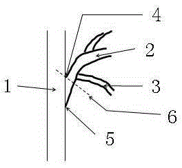 Branch cutting method for dwarf and close planting of pome fruit trees