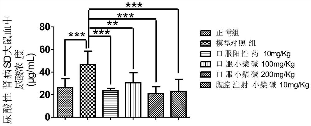 Application of berberine, coptisine or its active metabolites, and salts thereof in drugs for preventing and/or treating uric acid nephropathy