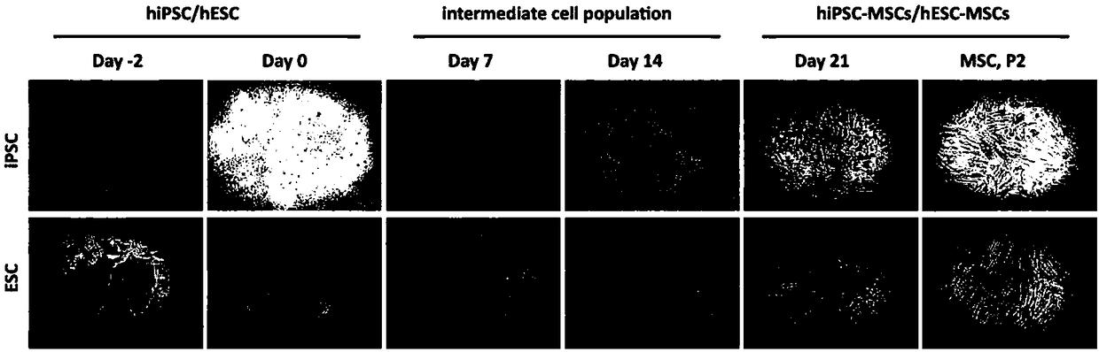 Method for producing mesenchymal stem cells through induction of human pluripotent stem cells (hPSC)