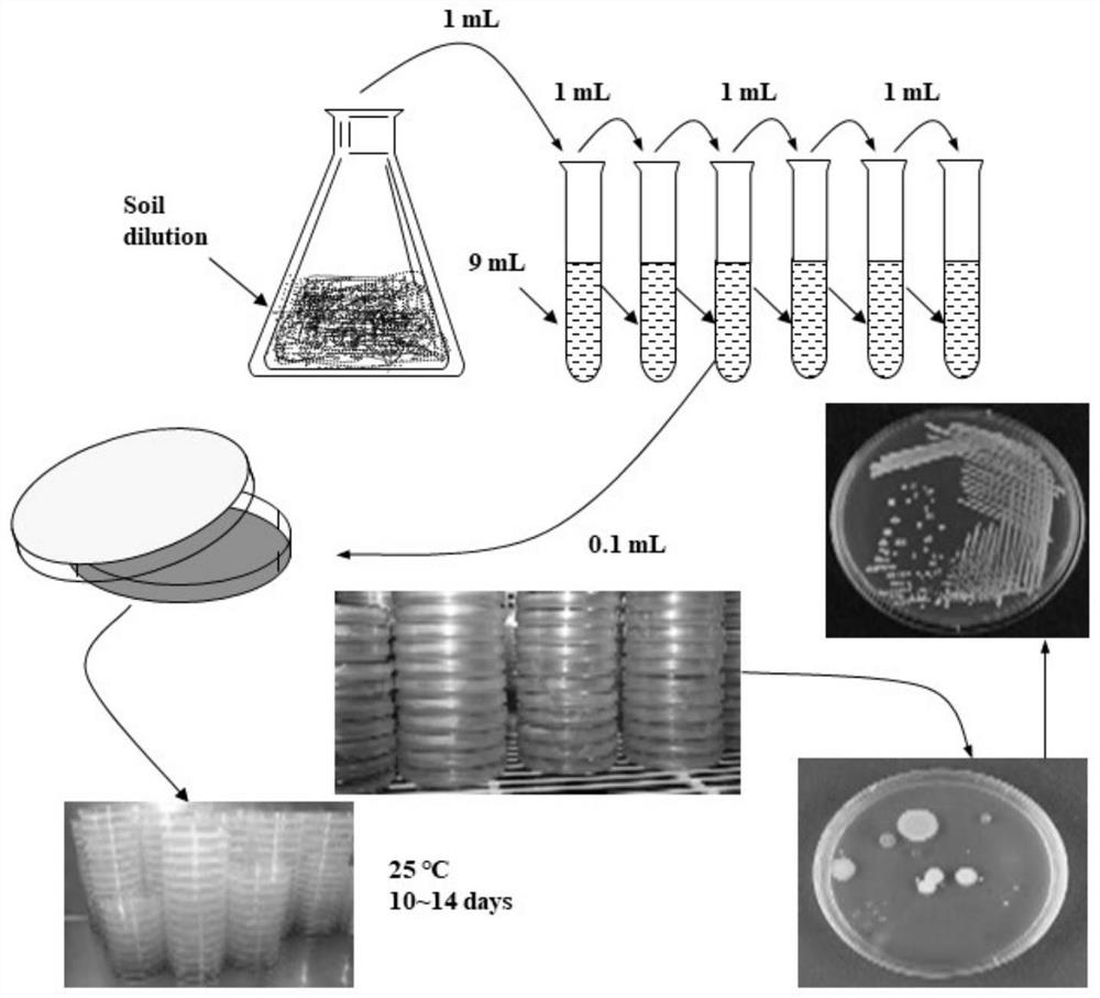 A strain of Paenibacillus terreus yc16-08 and its application