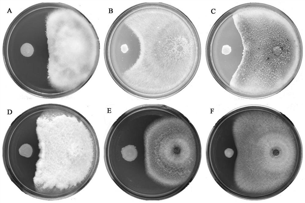 A strain of Paenibacillus terreus yc16-08 and its application