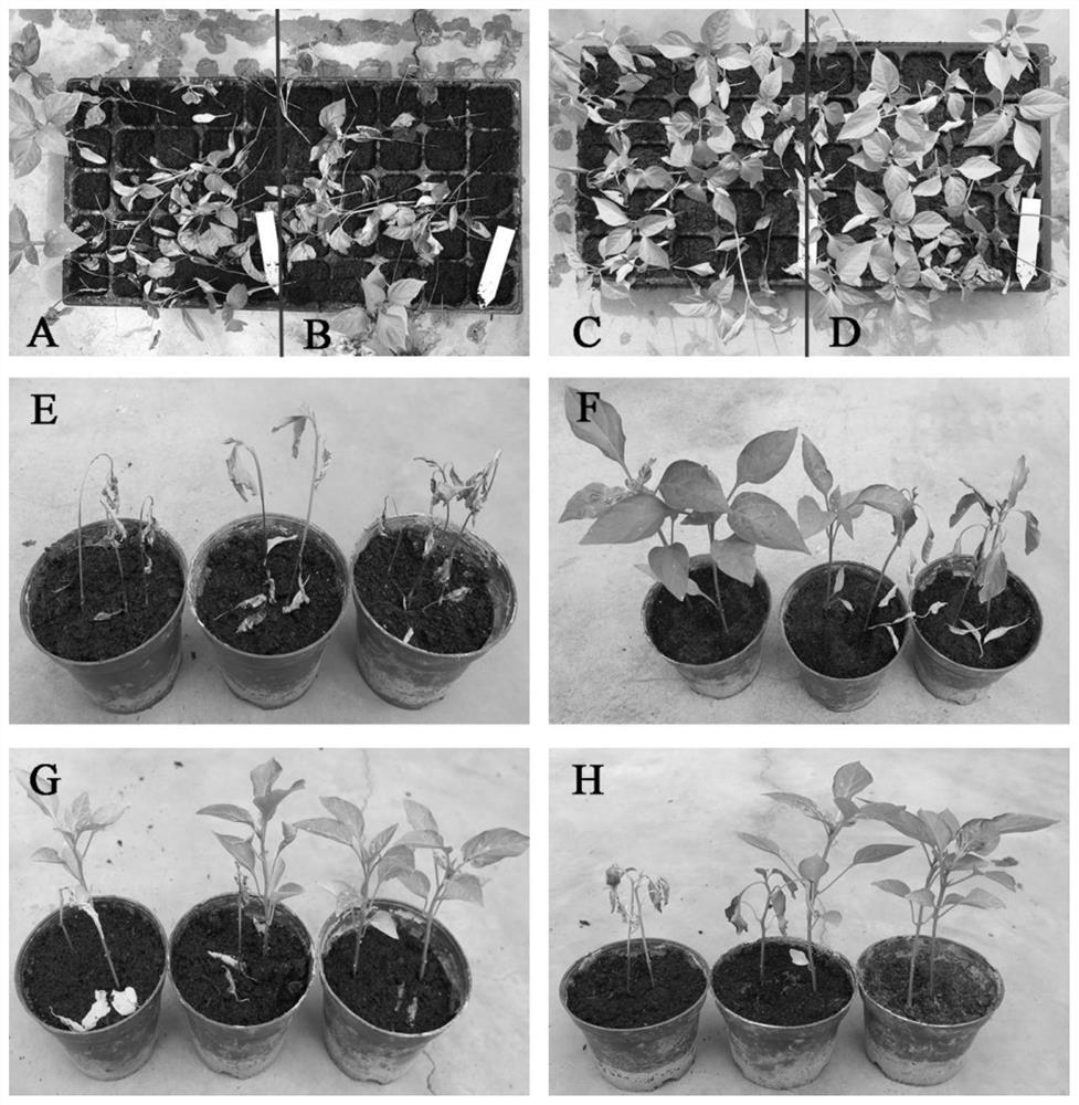 A strain of Paenibacillus terreus yc16-08 and its application