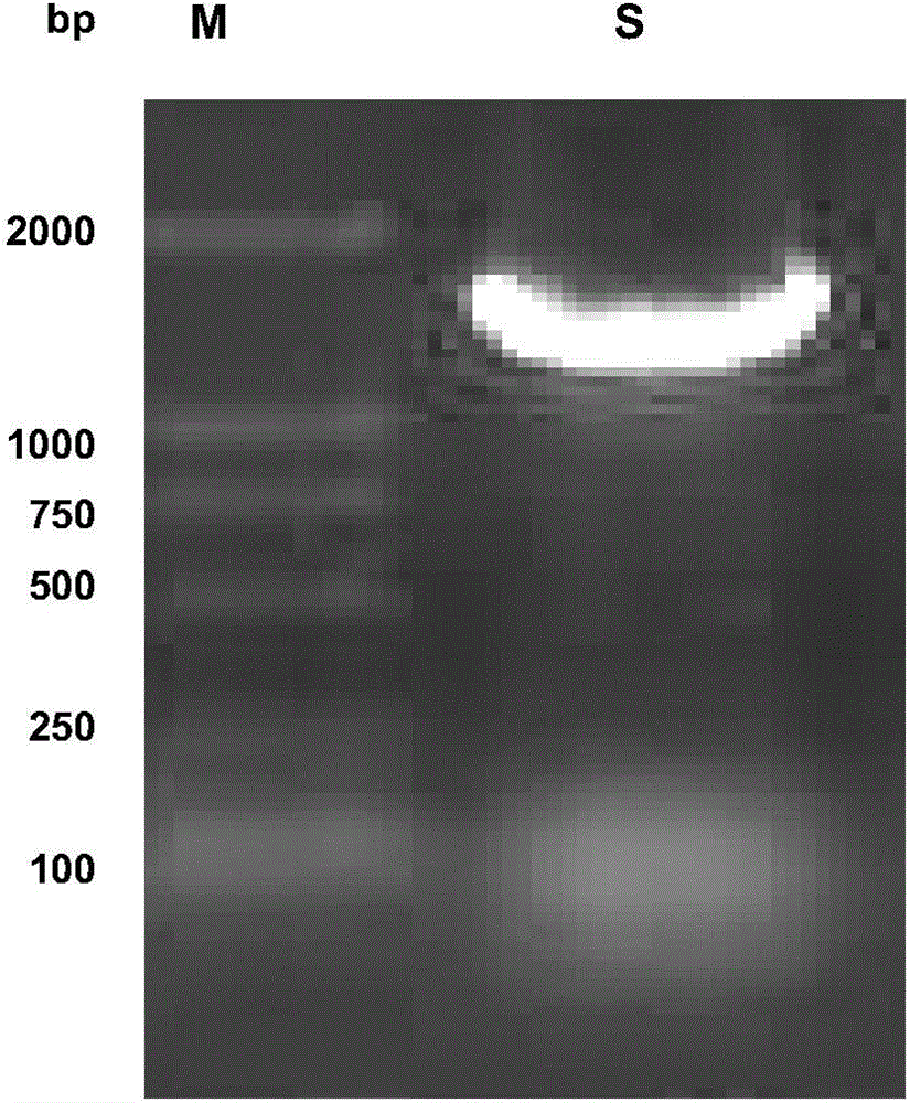 Mesophilic laccase gene, mesophilic laccase and application thereof