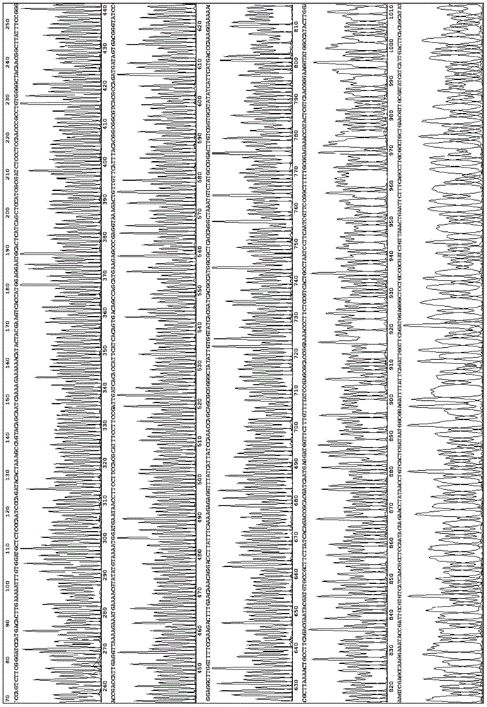 Mesophilic laccase gene, mesophilic laccase and application thereof