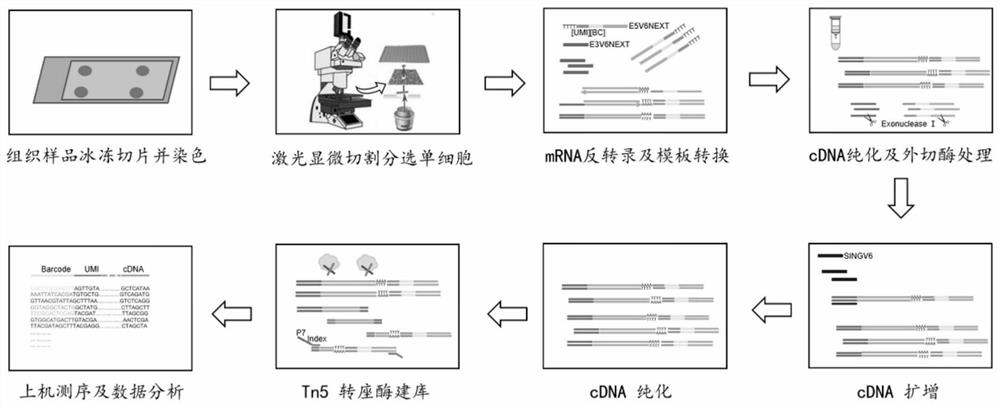 Novel single-celled spatial transcriptome technology for tissue