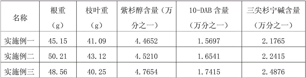 Planting method and applications for increasing yield of active ingredients in taxus media