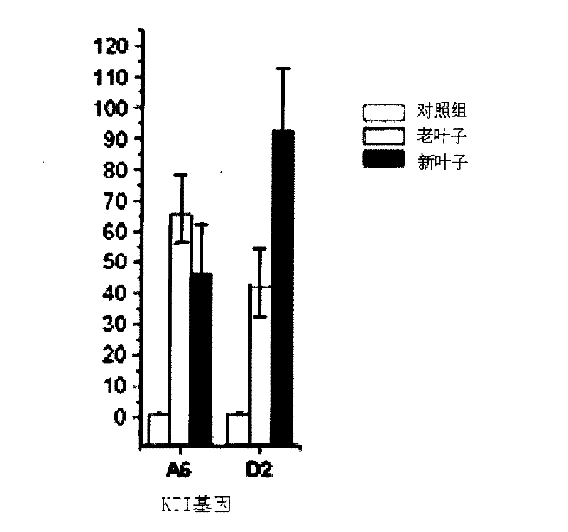 Trypsin inhibitor gene with insecticide resistance in populus nigra and application thereof