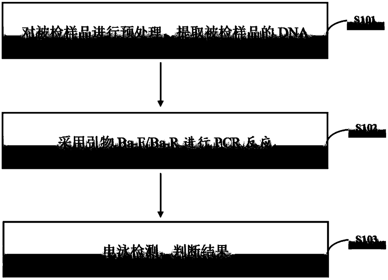 A method for detecting bacterial leaf spot of areca catechu