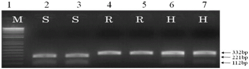 CAPS molecular marker based on tomato yellow leaf curl virus disease resistance gene Ty-3