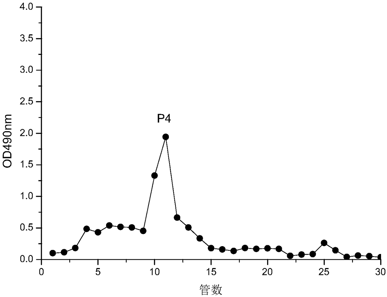 Polysaccharide P4, separation and purification method thereof and application of polysaccharide P4 to blood-lipid lowering drug