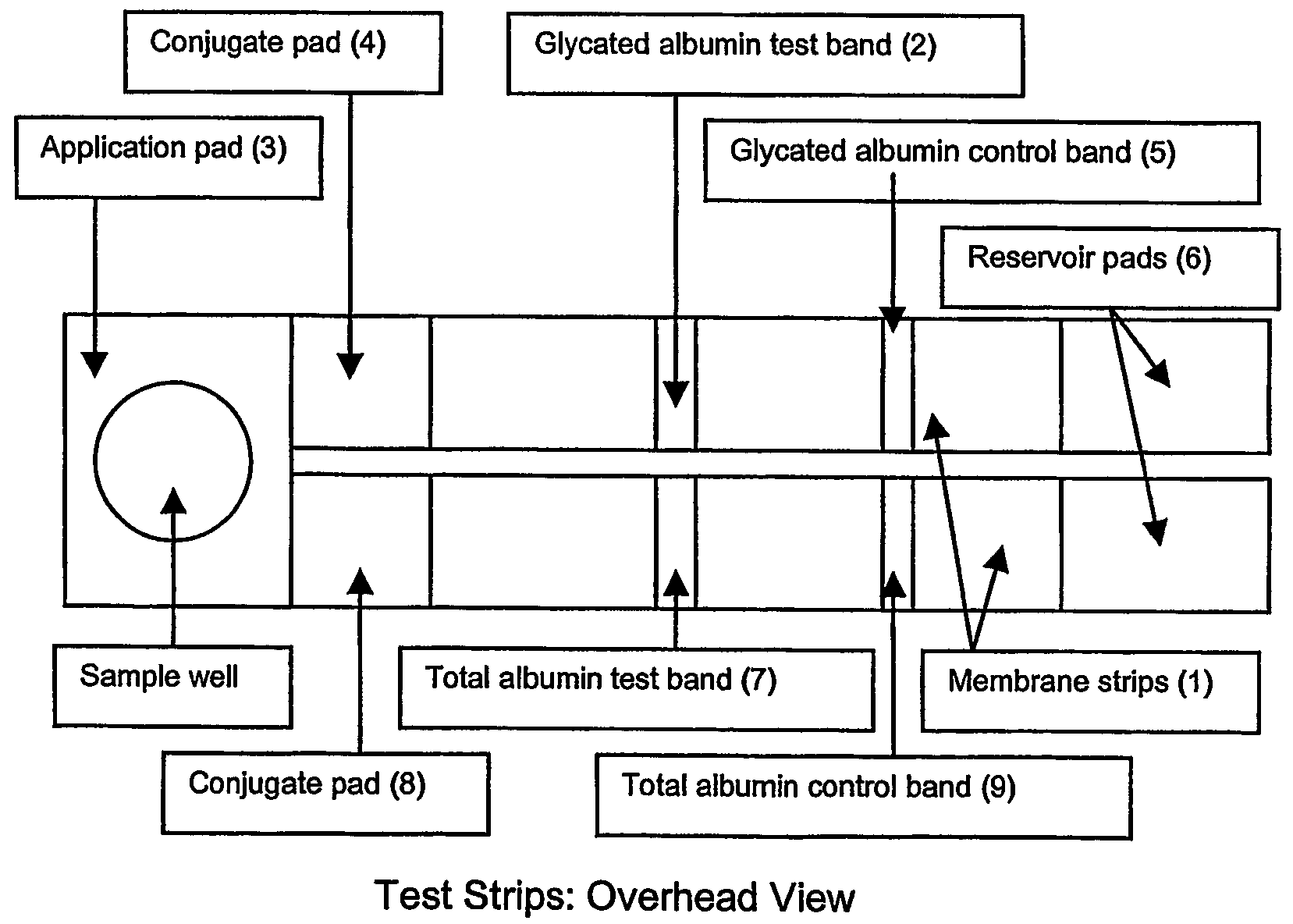 Rapid test for glycated albumin