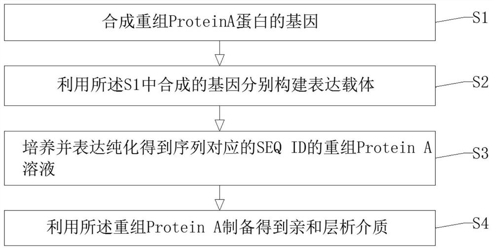 Recombinant Protein A protein and preparation method of affinity chromatography medium