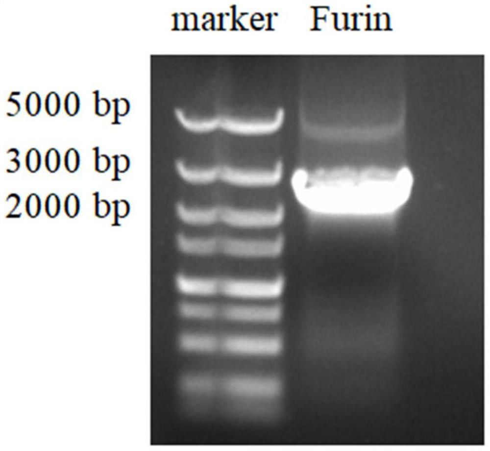 Cell strain for expressing Furin protein and application of cell strain in culture of avian infectious bronchitis virus