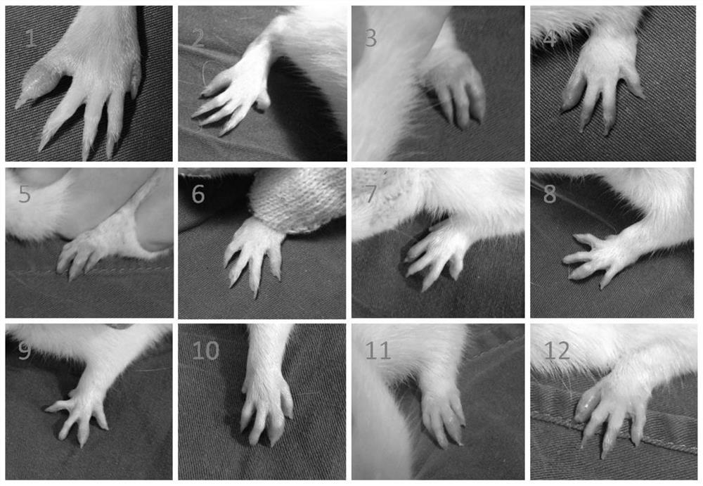 A construction method and application of a gout animal model