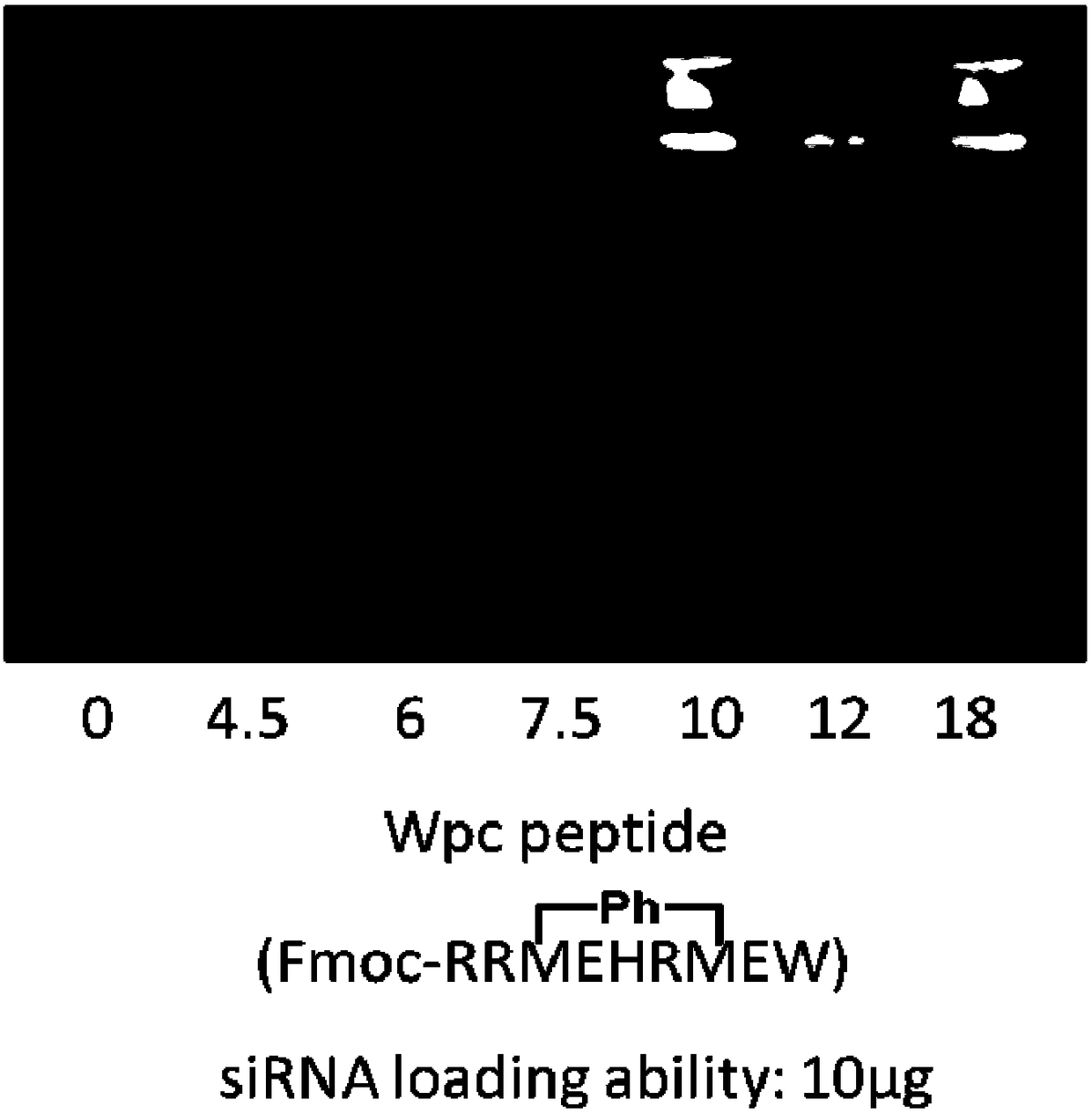 Polypeptide, polypeptide-siRNA (ribonucleic acid) induction coassembly and application thereof