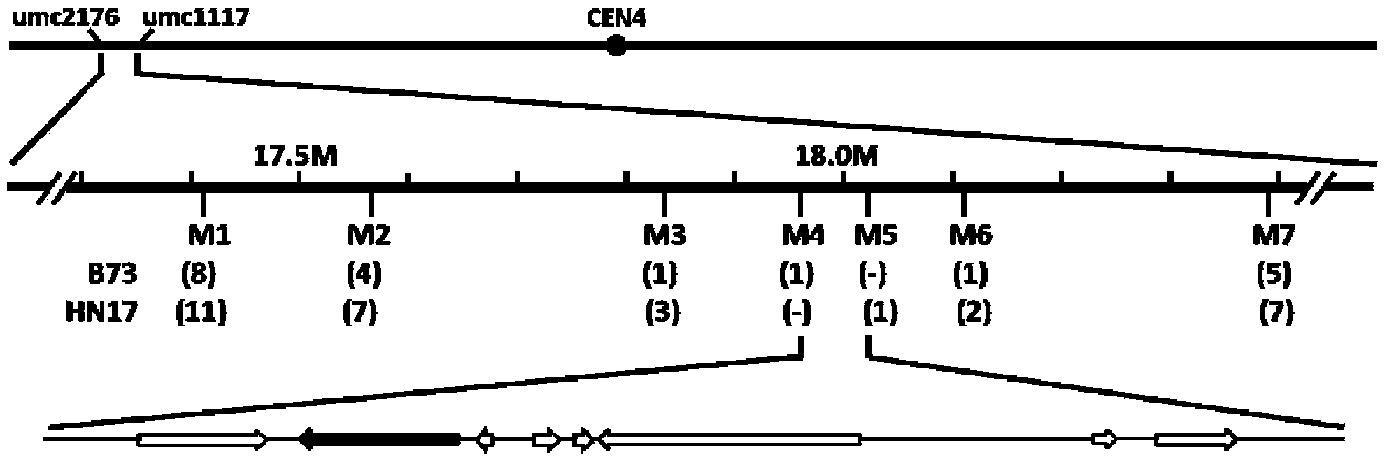 Plant lodging and flower organ development regulation protein ZmLA1, and coding gene and application thereof