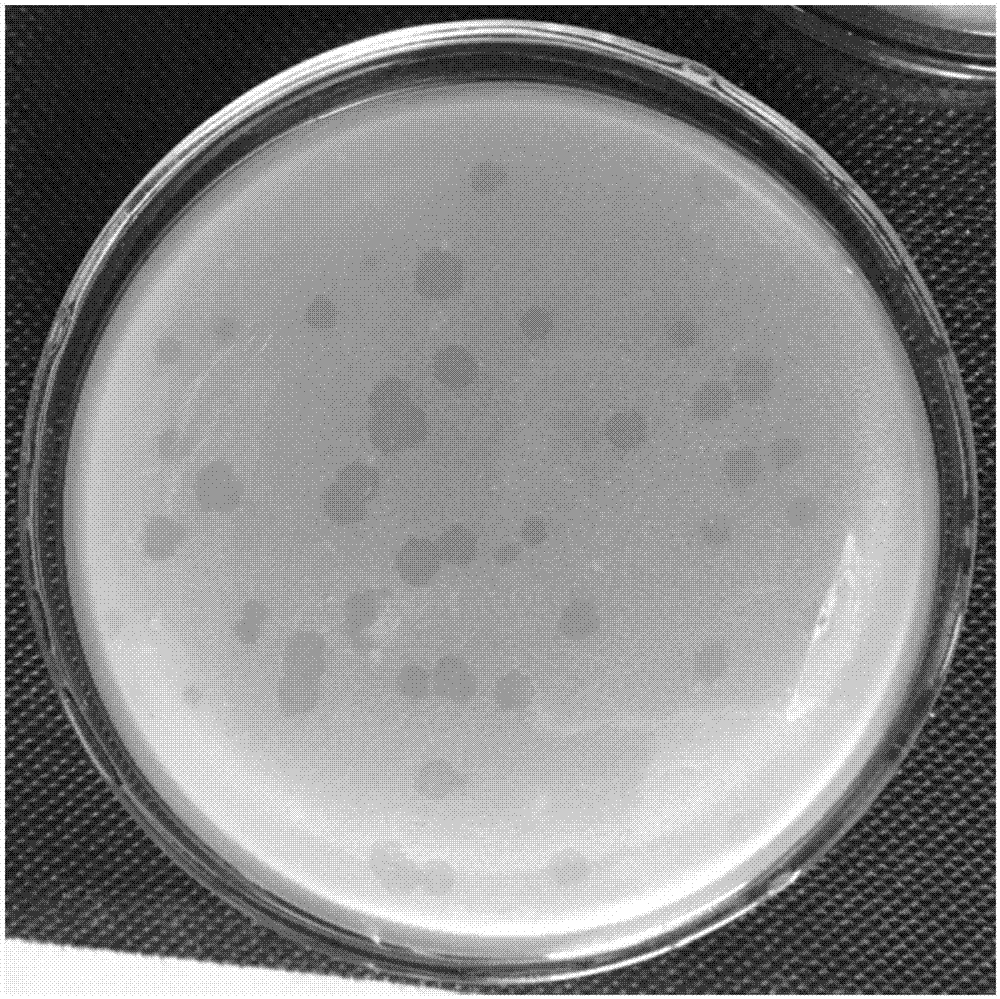 Marine bdellovibrio and application thereof in promoting formation of bdelloplast under existence of ampicillin