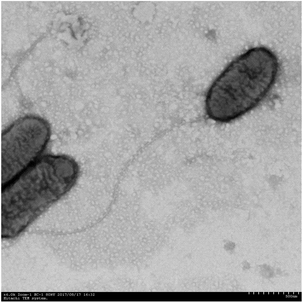 Marine bdellovibrio and application thereof in promoting formation of bdelloplast under existence of ampicillin