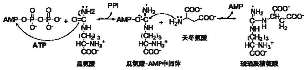 Spinosyn derivative as argininosuccinate synthetase activator and application of spinosyn derivative