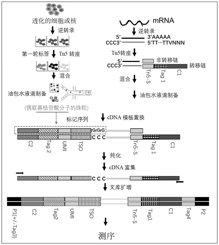 Method and kit for labeling nucleic acid molecules